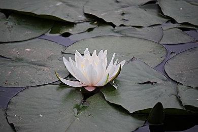 《方舟：生存飞升》将于11月登陆PS5和Xbox Series主机